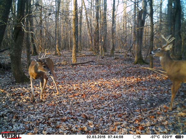 Kentucky bucks