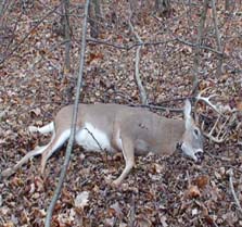 Kentucky Deer Hunting